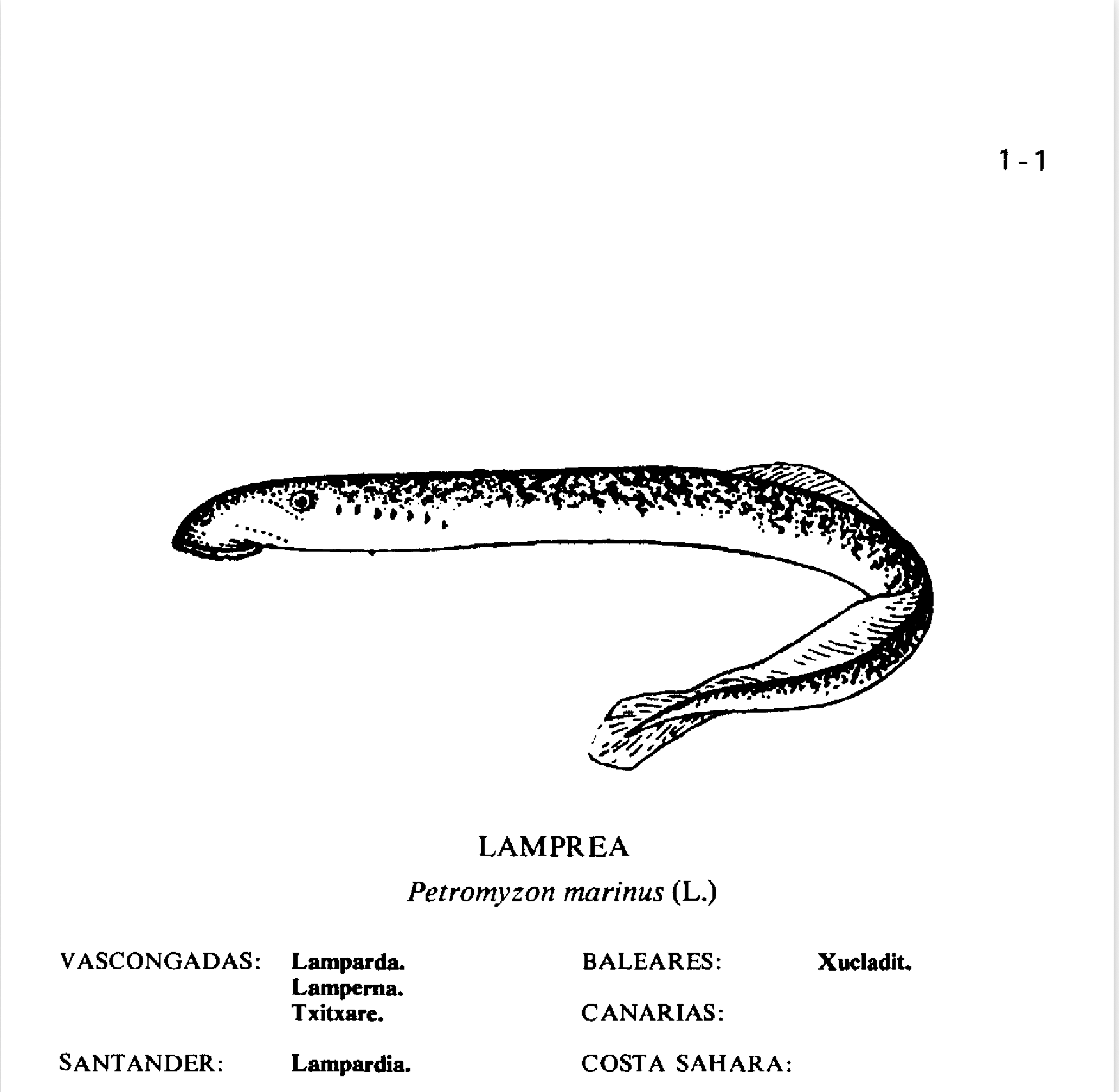 Dibujos de María del Carmen Simón Sánchez. Fuente: https://www.mapa.gob.es/ministerio/pags/biblioteca/fondo/pdf/13747_all.pdf